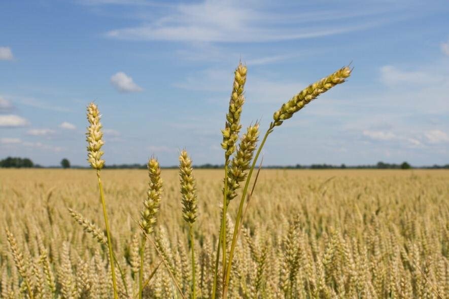 Загрози глобальної продовольчої кризи в результаті нападу росії на Україну