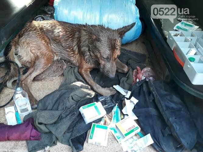 У Кропивницькому невідомі вбили собаку, ще одну вдалося вр..., фото-1 У Кропивницькому невідомі вбили собаку, ще одну вдалося врятувати, фото-1