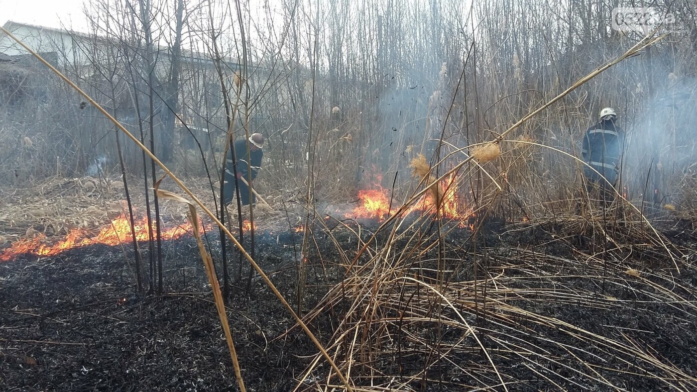 Рятувальників 10 разів викликали ліквідувати пожежу сухої трави у полях області, фото-4