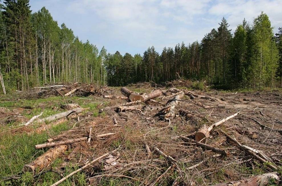 Незаконна порубка дерев на території одного із ландшафтних парків-заповідників Кіровоградщини