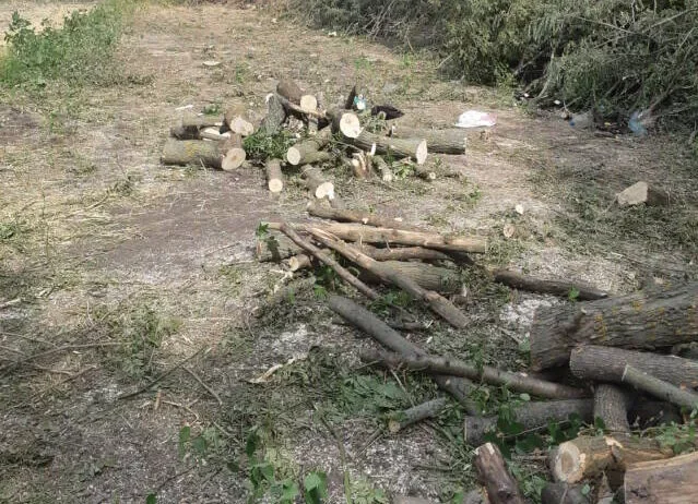 У Кропивницькому районі незаконно вирубали дерев на понад 162 тис. грн