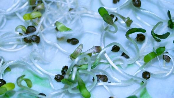 купити насіння коноплі