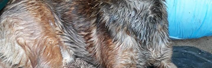 У Кропивницькому невідомі вбили собаку, ще одну вдалося врятувати У Кропивницькому невідомі вбили собаку, ще одну вдалося врятувати