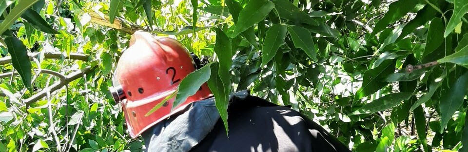 Кропивницький район: рятувальники усунули перешкоду, що створювали... Кропивницький район: рятувальники усунули перешкоду, що створювали аварійні дерева